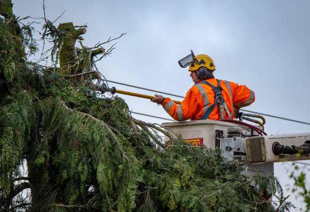 Coralville, IA Tree Care Company